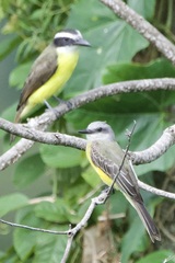 Megarynchus pitangua