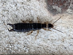 Euborellia annulipes