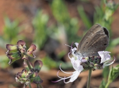 Lepidochrysops praeterita