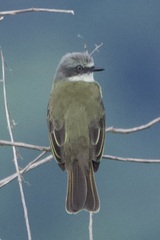 Myiozetetes granadensis