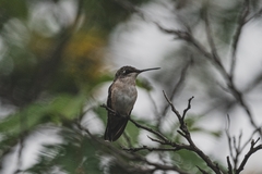 Selasphorus platycercus