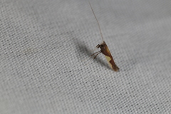Caloptilia