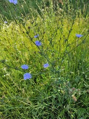 Cichorium intybus