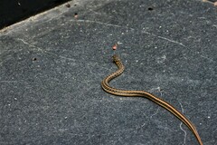 Amphiesma stolatum