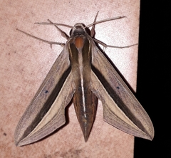 Theretra silhetensis