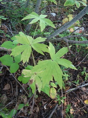 Anemonastrum dichotomum