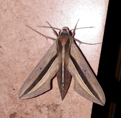 Theretra silhetensis