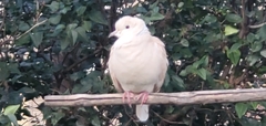 Streptopelia roseogrisea