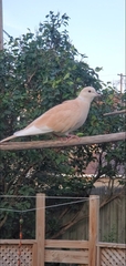 Streptopelia roseogrisea