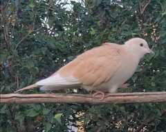 Streptopelia roseogrisea