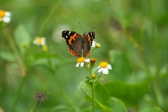 Vanessa indica