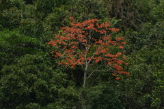 Erythrina falcata
