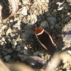 Pseudomops septentrionalis