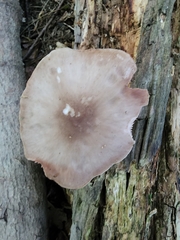 Pluteus cervinus