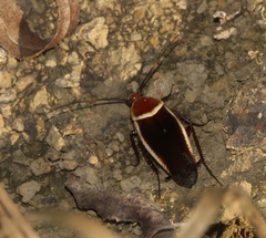 Pseudomops septentrionalis