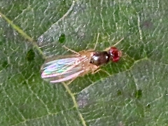 Chamaepsila