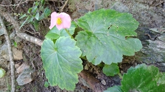Begonia uniflora