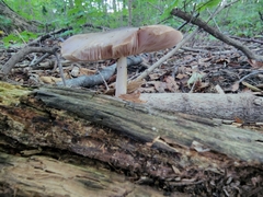 Pluteus cervinus