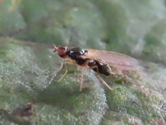Chamaepsila
