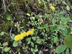 Solidago ulmifolia