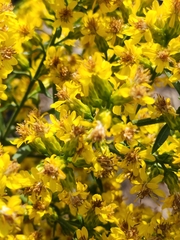 Solidago