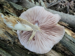 Pluteus cervinus