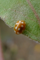 Vibidia duodecimguttata