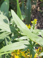 Solidago