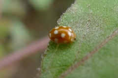 Vibidia duodecimguttata