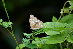 Junonia atlites