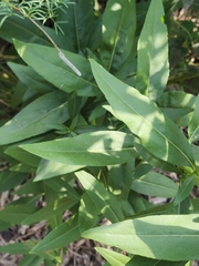 Solidago