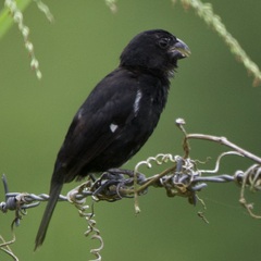 Sporophila corvina