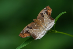 Odontoptilum angulata