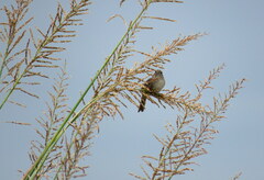 Ammodramus humeralis