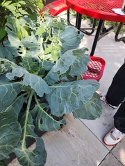 Brassica