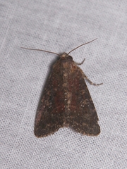 Condica illecta