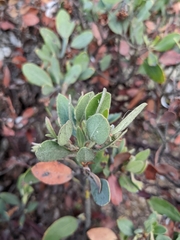 Arctostaphylos columbiana