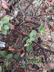 Arctostaphylos columbiana