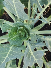 Brassica