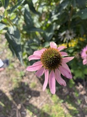 Echinacea purpurea