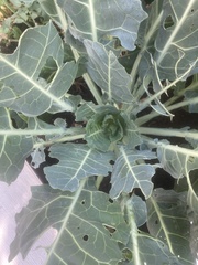Brassica