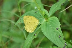 Eurema