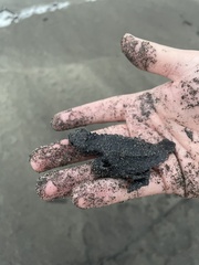 Lepidochelys olivacea