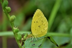 Eurema