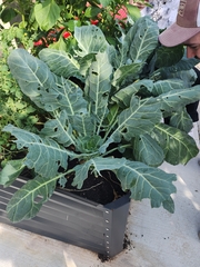 Brassica