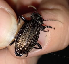 Carabus granulatus