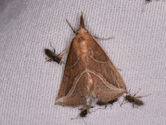 Phyprosopus callitrichoides