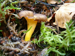 Craterellus lutescens