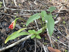 Peltandra sagittifolia