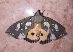 Eudocima hypermnestra